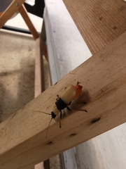 Chauliognathus blanchardi