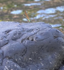 Neurobasis luzoniensis