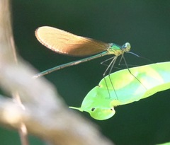 Neurobasis luzoniensis