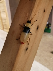 Chauliognathus blanchardi