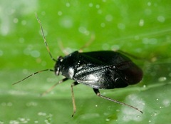 Slaterocoris stygicus