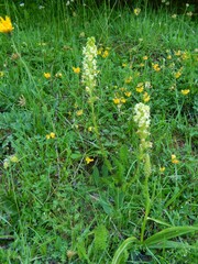 Pedicularis elongata