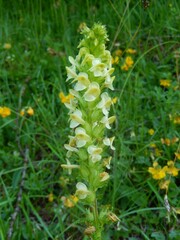 Pedicularis elongata
