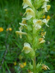 Pedicularis elongata