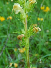 Pedicularis elongata