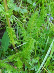 Pedicularis elongata