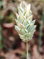 Phalaris canariensis