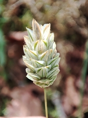Phalaris canariensis