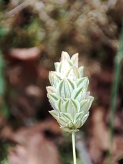 Phalaris canariensis