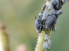 Aphis cytisorum