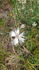 Dianthus lumnitzeri