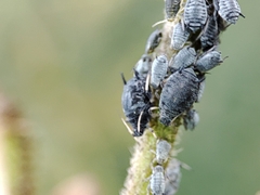 Aphis cytisorum