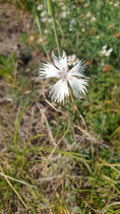 Dianthus lumnitzeri