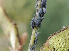 Aphis cytisorum