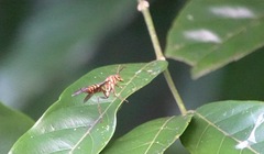 Polistes williamsi