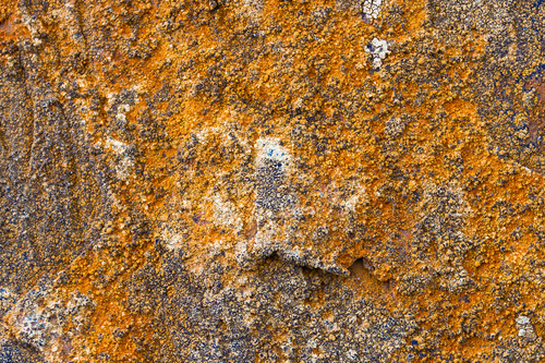 Porpidia melinodes image