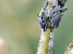 Aphis cytisorum