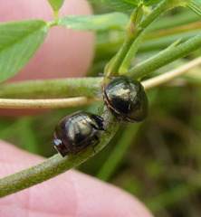 Coptosoma scutellatum