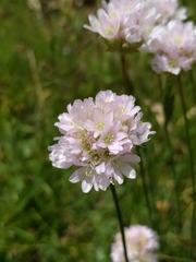 Armeria nebrodensis