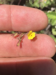 Erythranthe laciniata