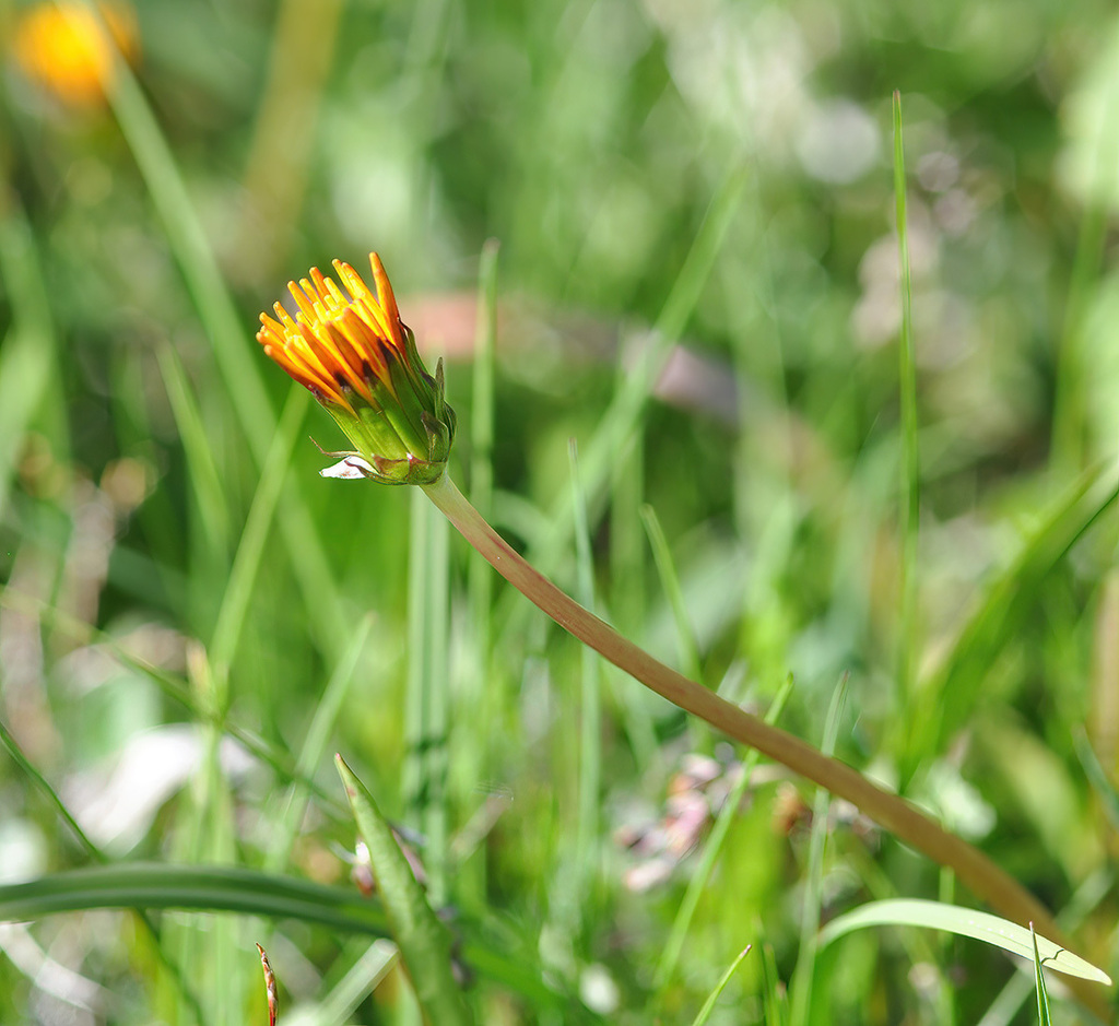 Taraxacum crocodes