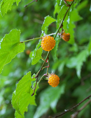 Rubus palmatus coptophyllus