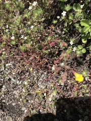 Erythranthe laciniata