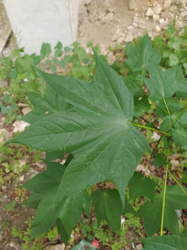 Image of Acer lobelii by (c) Francesco Santoro, some rights reserved (CC BY)