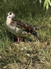 Alopochen aegyptiaca