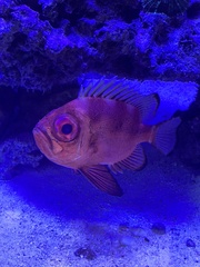 Pristigenys serrula