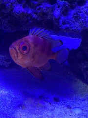 Pristigenys serrula