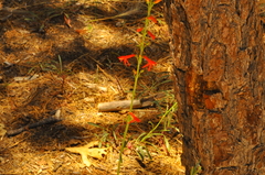 Penstemon labrosus