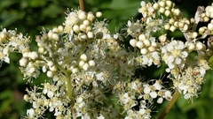 Filipendula ulmaria