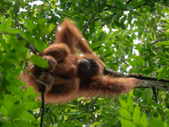 Pongo abelii