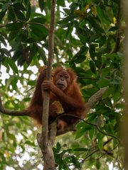 Pongo abelii