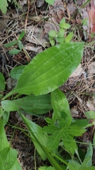 Plantago urvillei