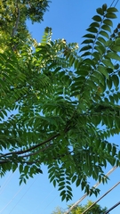 Ailanthus altissima
