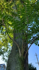 Ailanthus altissima
