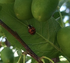 Harmonia axyridis