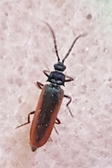 Omalisus fontisbellaquei