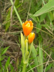 Stenomesson aurantiacum