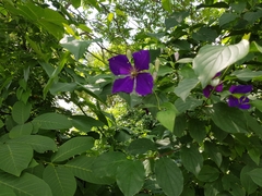 Clematis × jackmanii