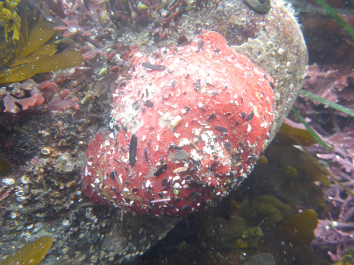 Dahlia Anemone, photo 4 of 10