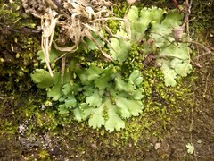 Marchantia paleacea