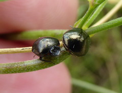 Coptosoma scutellatum