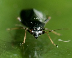 Slaterocoris stygicus