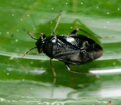 Slaterocoris stygicus