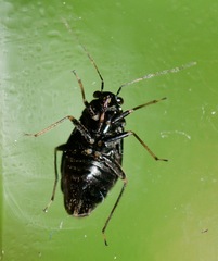 Slaterocoris stygicus