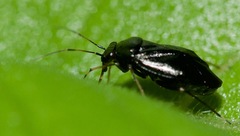 Slaterocoris stygicus
