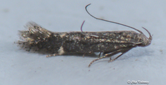 Glauce pectenalaeella